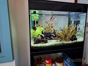 acquario askoll 70 litri