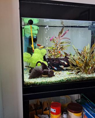 acquario askoll 70 litri