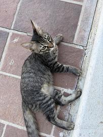 Gattini tigrato e grigio