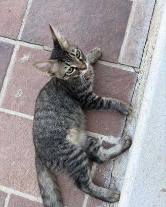 Gattini tigrato e grigio