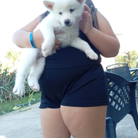Akita inu cuccioli disponibili