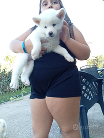 Akita inu cuccioli disponibili