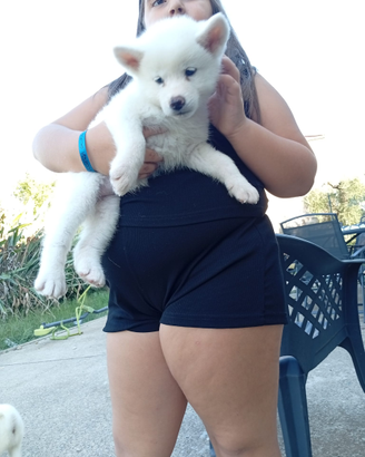 Akita inu cuccioli disponibili