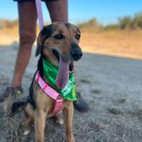 Casia una cagnolina meravigliosa