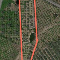 Agrumeto con uliveto