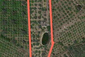 Agrumeto con uliveto