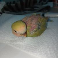 inseparabile da imbecco allevato mano