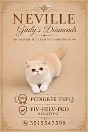 Gatti Persiani e Exotic h