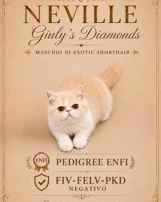 Gatti Persiani e Exotic h