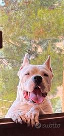 Dogo argentino