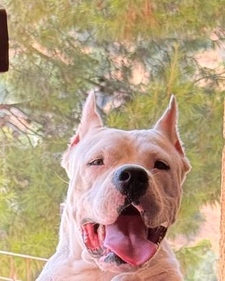 Dogo argentino
