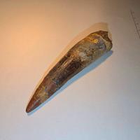 Dente di dinosauro (Spinosaurus)