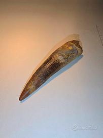 Dente di dinosauro (Spinosaurus)