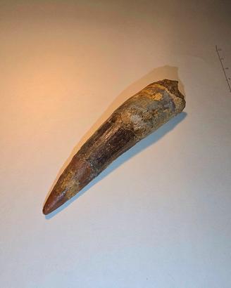 Dente di dinosauro (Spinosaurus)