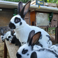Pezzata gigante con cuccioli, lepre selvatica adul