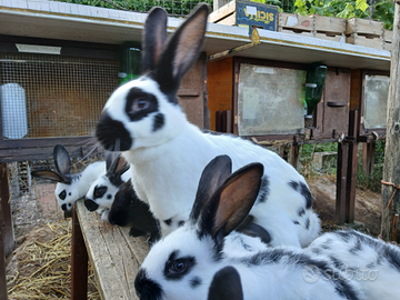 Pezzata gigante con cuccioli, lepre selvatica adul