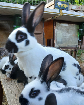 Pezzata gigante con cuccioli, lepre selvatica adul