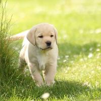 Labrador cucciolo femmina