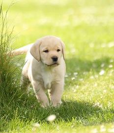 Labrador cucciolo femmina