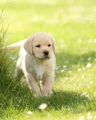 Labrador cucciolo femmina