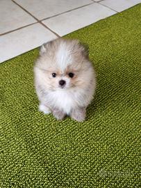 Spitz di Pomerania