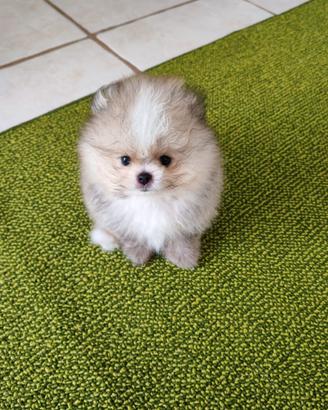Spitz di Pomerania