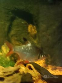 Pesce Barbus Schwanenfeldi