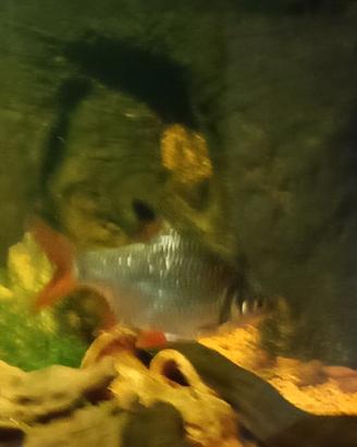 Pesce Barbus Schwanenfeldi