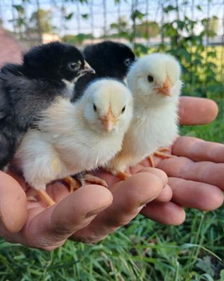 Pulcini Araucana dorata frumento