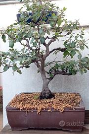 Bonsai Leccio (Quercus ilex) da seme – H 60 cm