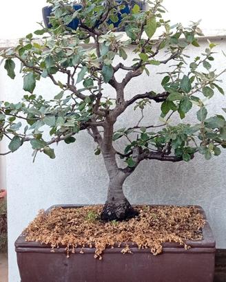 Bonsai Leccio (Quercus ilex) da seme – H 60 cm