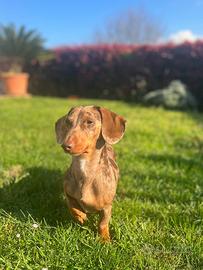 Stallone Bassotto Tedesco per Monta Pedigree