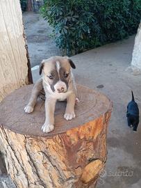 Amstaff