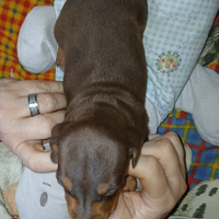 Bassotto tedesco cucciolo