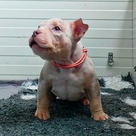 Cucciola american Bully pocket