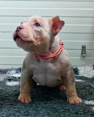 Cucciola american Bully pocket