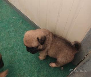 Cuccioli Carlino