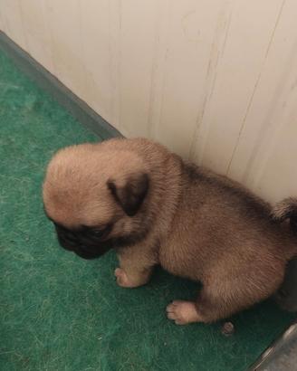 Cuccioli Carlino