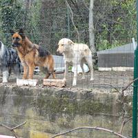 Pastore tedesco è un border collie