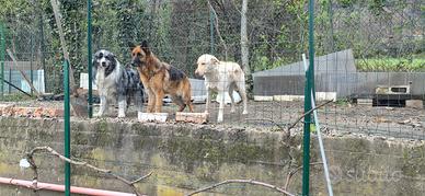 Pastore tedesco è un border collie