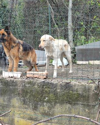 Pastore tedesco è un border collie