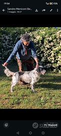 Setter Inglese Esperto