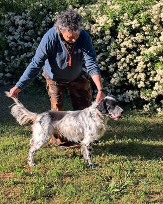 Setter Inglese Esperto