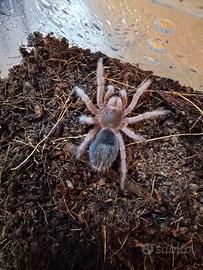 Grammostola rosea femmina