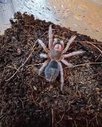 Grammostola rosea femmina