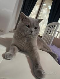 Monta British Shorthaor