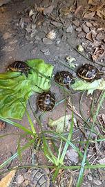 Tartarughe baby