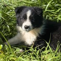 Cucciole di border collie
