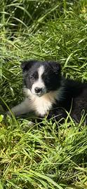 Cucciole di border collie