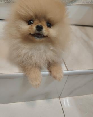 Spitz di Pomerania nano
